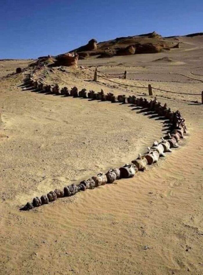 Whale Fossil Found In Egypt.