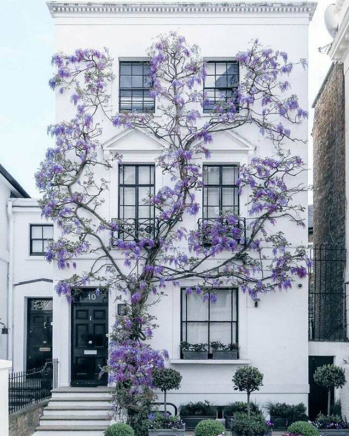 Wisteria Climbing Up A Home In South Kensington, London