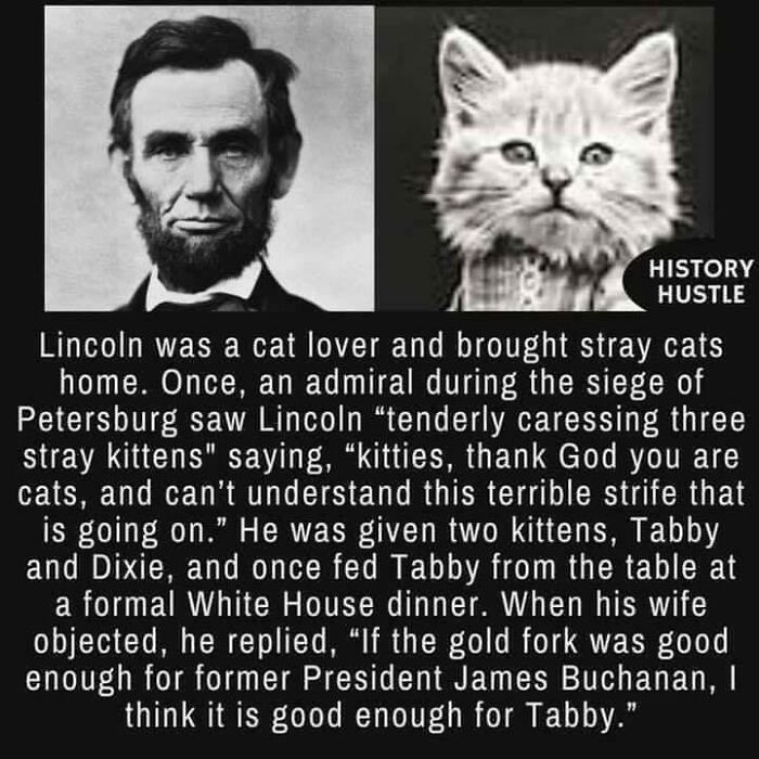 Lincoln The Cat Guy