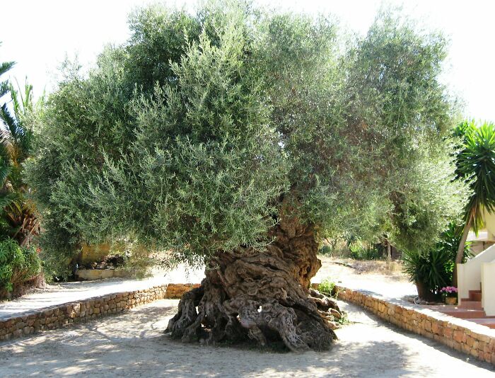 2,000 Year Old Olive Tree In Greece.