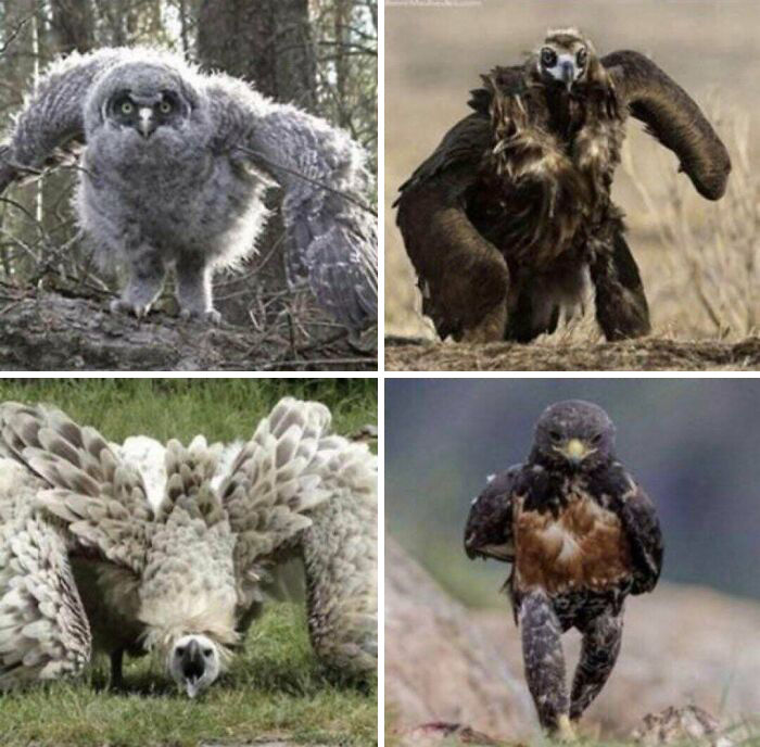 This Is What Running Birds Look Like