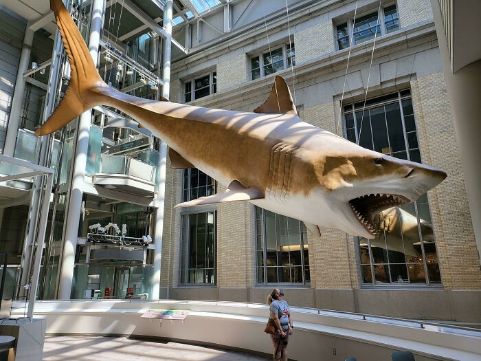 Life-Sized Model Of A Megalodon Hanging At The Smithsonian Natural History Museum