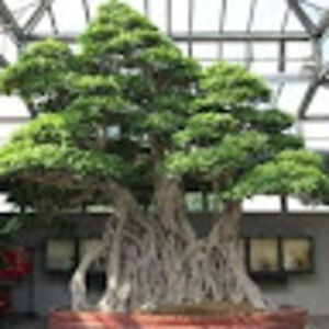 saumitranerlekar avatar