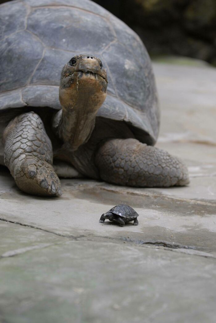 La diferencia de tamaño entre una tortuga de Galápagos adulta y una recién nacida