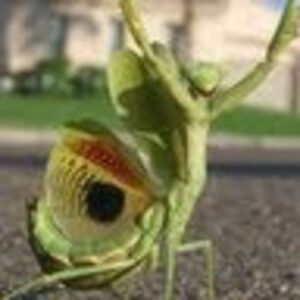 karenkitchen_1 avatar