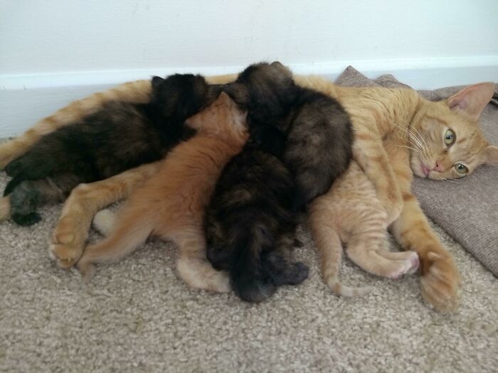 Three Weeks Old And I Think The Kittens Nearly Outweigh Mama By Mass