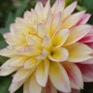 zafiylwassenaar avatar