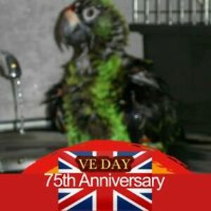 suzietomlinson48 avatar