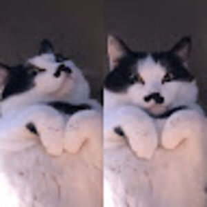 roslyndantinori avatar