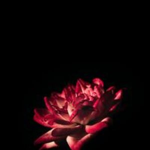 victoria_pflughoeft avatar