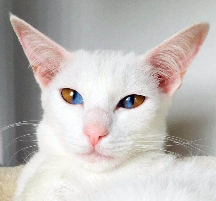 Este impresionante gato con ojos llamativos de dos colores, debido a una rara condición genética