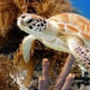 victoriakayhudson avatar