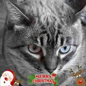 rlmarcantel1975 avatar