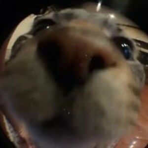 lukito_nucubidze avatar