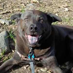 sherriwilmoth avatar