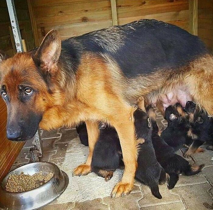 A Very Tired Momma And Her Pups