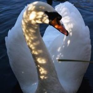 beachbabychris avatar