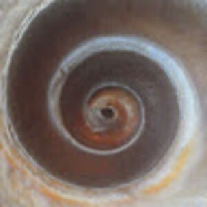 suzannehowell-gleason avatar