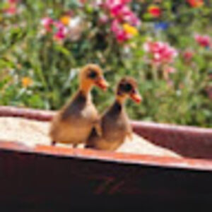 susansugarman avatar