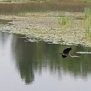 spirithorsedjb avatar