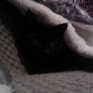 bwolfewright92 avatar