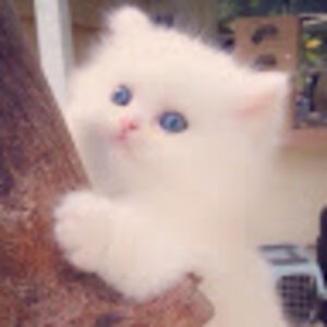 tiaravalentin avatar