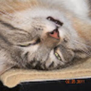 virginiam_olienechak avatar