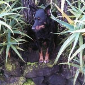 hawaiihuntingassociation avatar