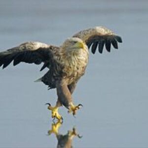 stevenjamesgreenland avatar