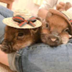 hillary-kristenparra avatar