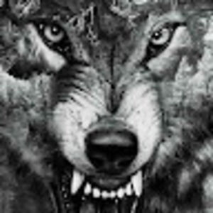 sandramckever avatar