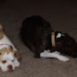 flyingbassett avatar