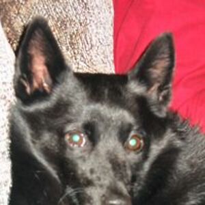 dorothygale02 avatar