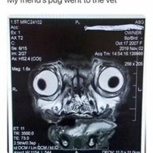 calzone_molly avatar