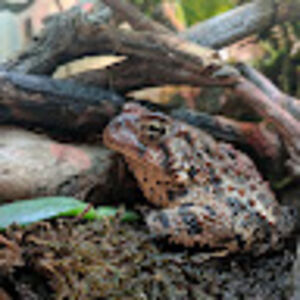 jonathancrowe avatar