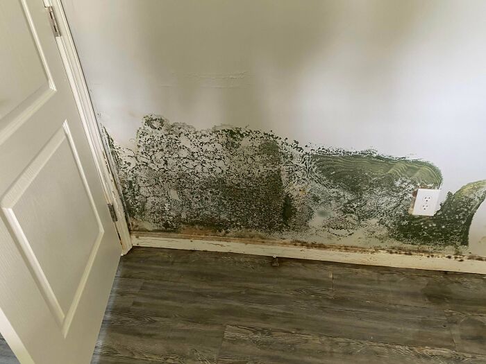 Built A Brand New House And The Day Of Final Inspection Come To Find Its Infested With Mold