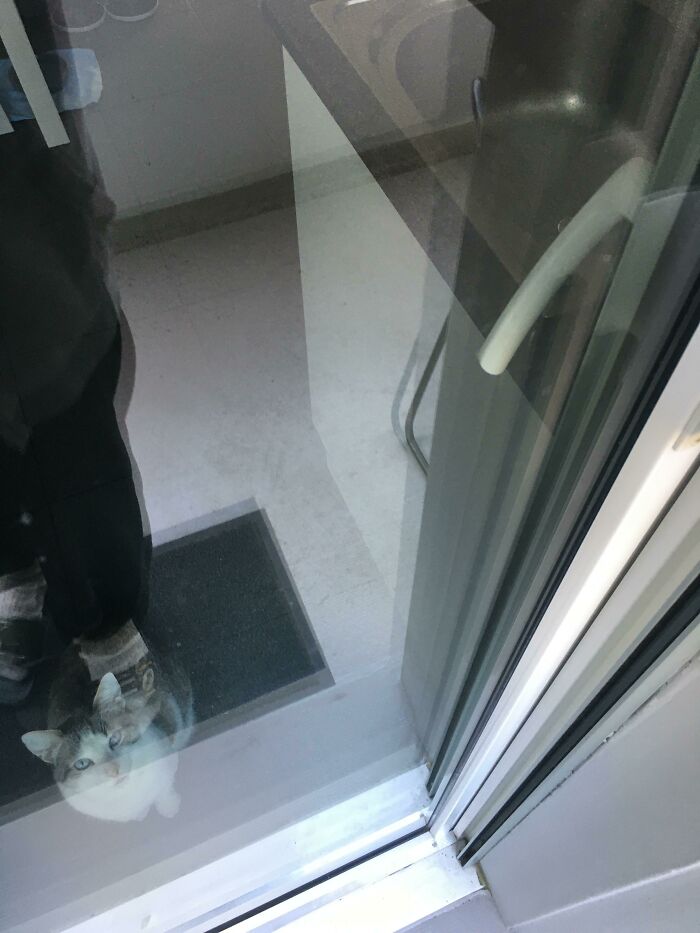 El gato me cerró la puerta del balcón al pararse en la manija y empujarla hacia abajo. Tuve que esperar a que alguien que tuviera una llave de mi apartamento me abriera. Por suerte, tenía mi teléfono conmigo.
