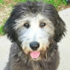 beatricepoole avatar