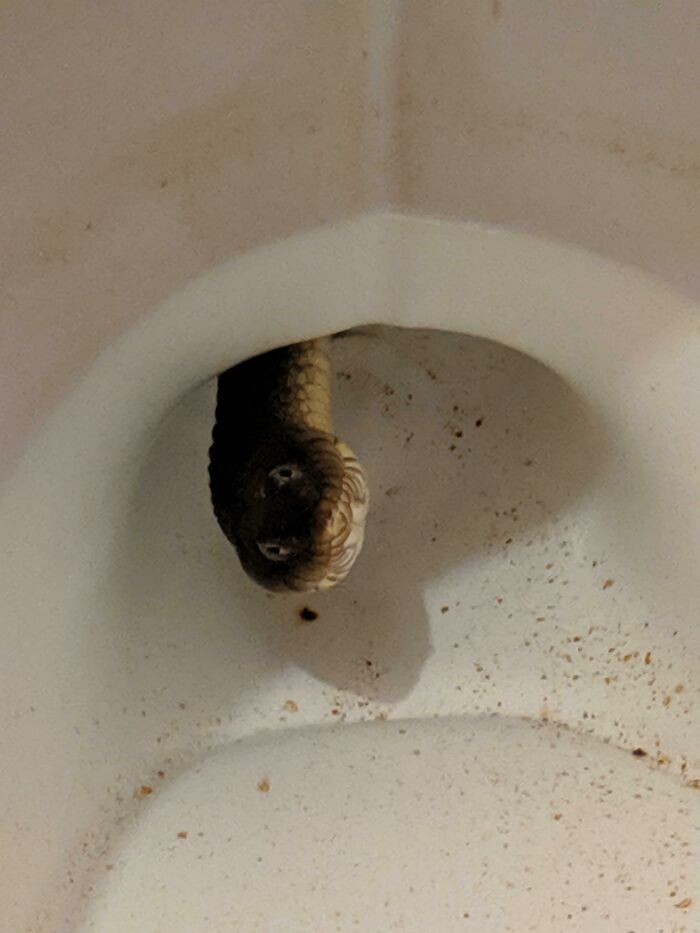 Bueno hay una serpiente de agua viviendo en mi inodoro de alguna manera