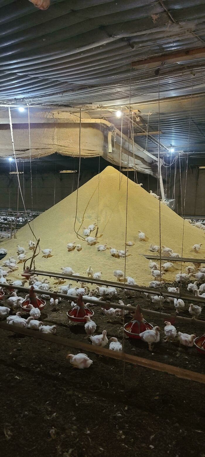Una parte del sistema automatizado de alimentación de pollos se rompió hoy...