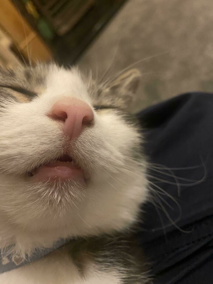 We Adopted The Boy A Few Weeks Ago. He Has Many Fine Qualities But The Sleepy Teefies Feature Prominently