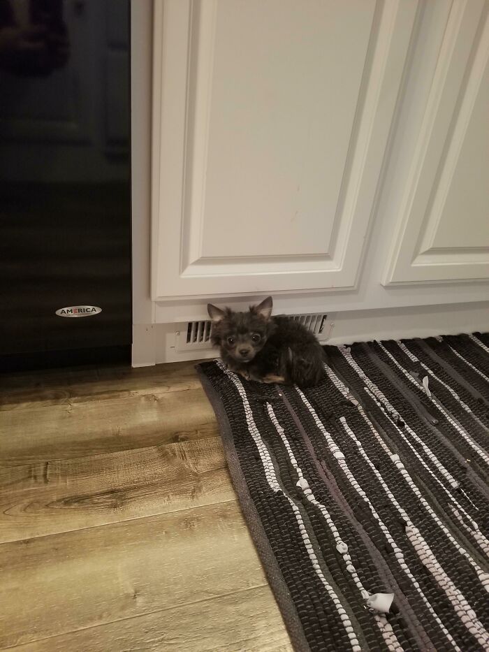 My Family And Fang, Our 2.8lb Chihuahua Just Moved Into Our Forever Home And Someone Found The Perfect Nap Spot In Our Kitchen By A Heater Vent