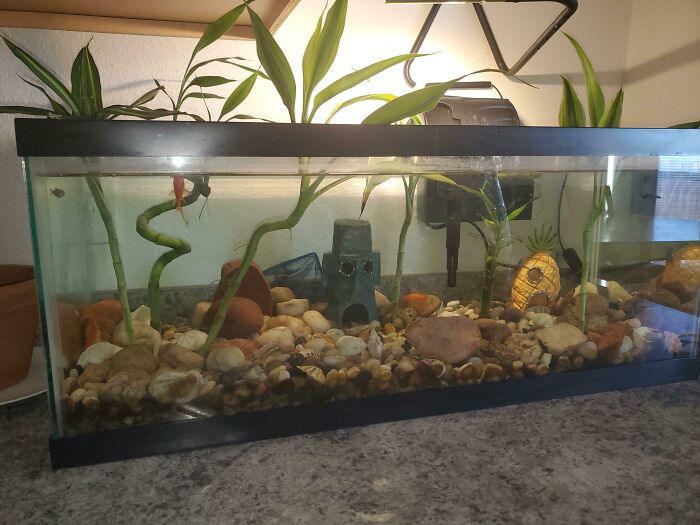 Bought 27 Cent Goldfish Meant To Be Food And Made Them A Nice Home