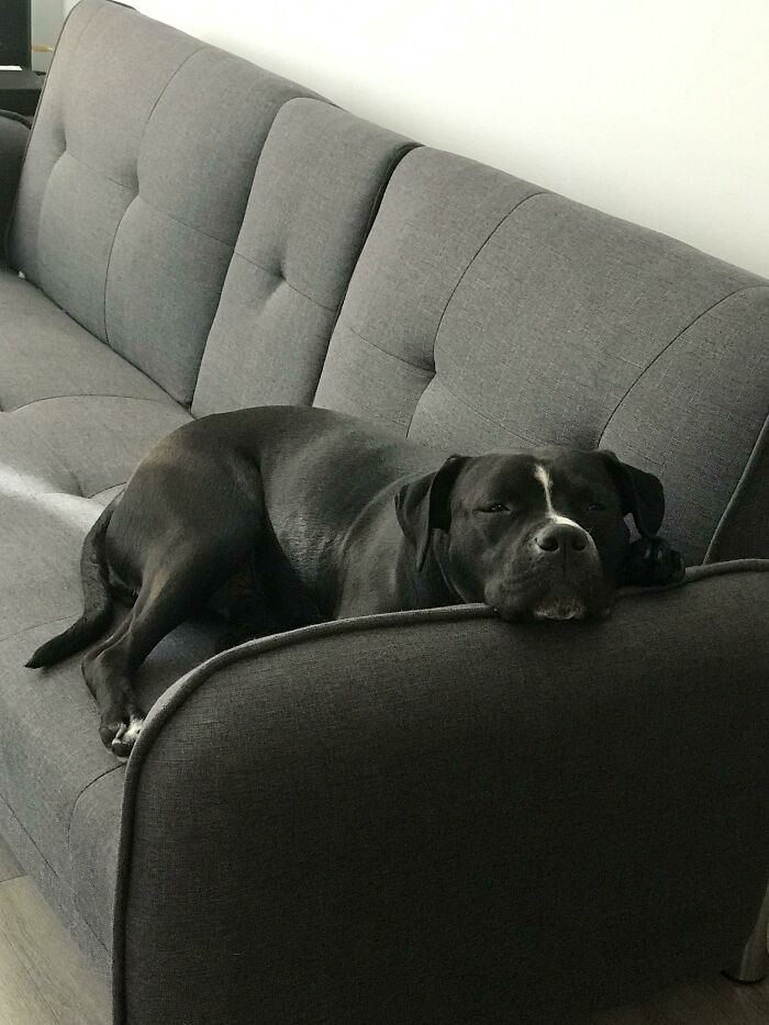 So Glad There’s A Sub For My Soft Little Hippo! This Is Junimo, Freshly Adopted And Savoring Her New Sofa