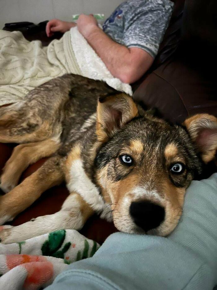 Meet Piper. She Was Dumped At A Local Animal Shelter. Best Guess Is A 6 Month Old German Shepherd/Husky Mix. Those Eyes!