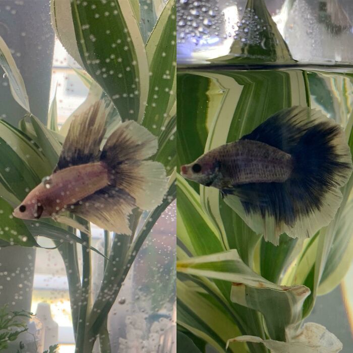 This Is Finley! I Got Him From A Friend Of A Friend Who Didn’t Want Him Anymore. Left Is About A Week After Having Him. Right Is Today!