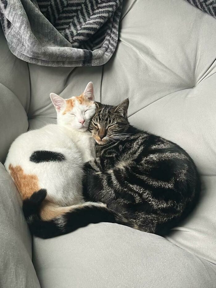 My Son's Rescue Cats Like Each Other!