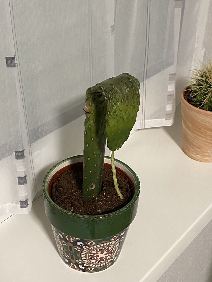 Came Home From Vacation To Find My Cactus Had Given Up On Life