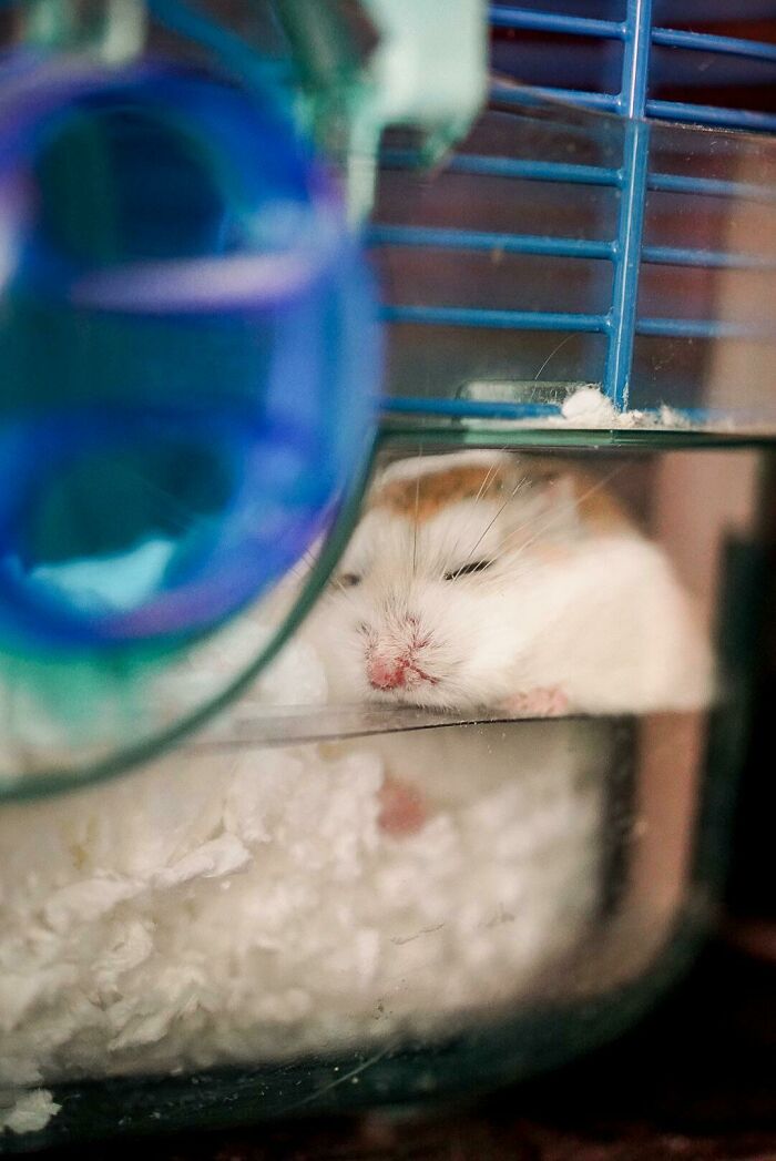 Tired Adopted Hamster From Local Foster In Transporting Cage. Hamster From Adoption Are Just As Cute From Pet Store. Look For Local Shelter