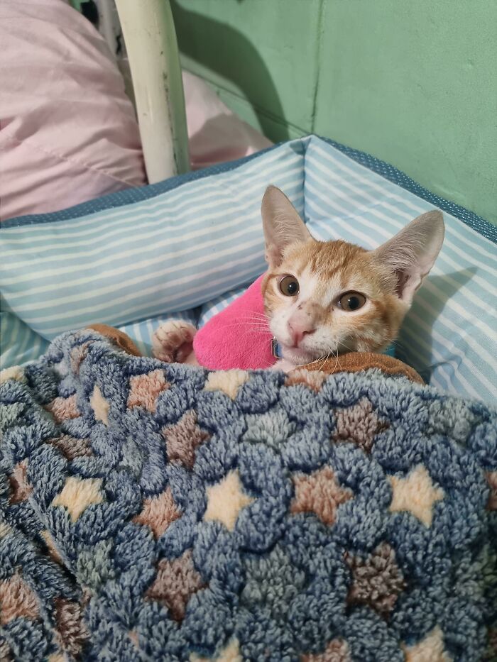 Adopted This Little Cutie Last Week. First Time To Tuck Him In After Hiding Under The Bed Everyday